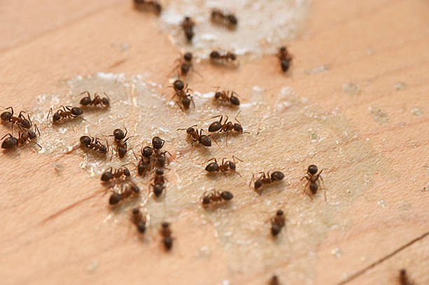Reliable Germantown, IL Pest Control Solutions