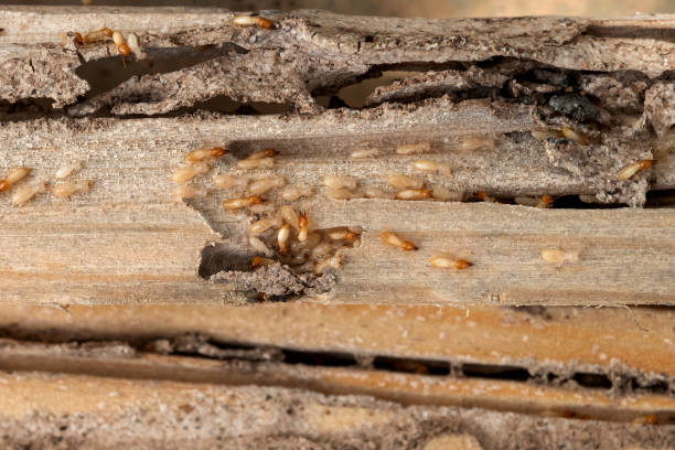 Best Best Pest Control Companies  in Germantown, IL